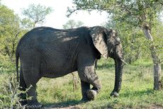 Afrikanischer Elefant (52 von 131).jpg